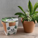 Radis et Capucine - Kit Ail des Ours - Pot en Terre Cuite Antique - 13 cm - MEDIA_EN_SITUATION_2